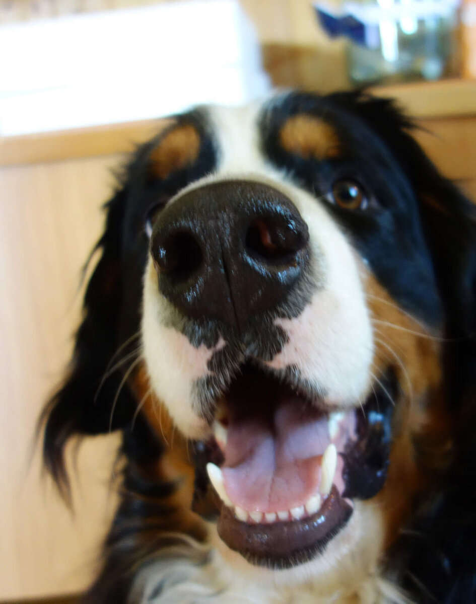 Сухой носик у собаки? Что делать? Самый простой способ убедиться, что с собакой все в порядке - это поторгать ее носик. В идеале но должен быть влажным и холодным. Но бывает, что мочка носа становится сухой, шершавой или даже покрывается коркой...

Все это не всегда является показателем заболевания, возможно, это следствие неблагоприятных факторов, таких, как жара, мороз в сочетании с ветром. В любом случае, стоит принять меры!

Как помочь любимцу?
Можно помазать специальным кремом, который продается в зоомагазинах, но как правило, цена на хороший, качественный бальзам для мочки носа собак стоит достаточно дорого!

Можно обойтись подручными средствами, такими как сливочное масло, оливковое масло... Но ведь обязательно слизнет! Вкусно же!

Помазать вазелином...Бррр, опять ведь съест...

Выход есть!

Теперь я с моими собаками пользуемся одной косметикой!)) Я мажу носики своим любимцам своими кремами! Мед,масло гхи смягчают и питают кожу, пропосис дезинфицирует и снимает воспаление, а воск защищает! Носик покрывается восковой пленочкой, даже если собака облизывает вкусный медово-масляный кремчик. 
Двойная польза: уход за носиком и полезная вкуснятина! 
А какое удовольствие наблюдать, как она облизывается, виляет хвостиком и вылизывает твои руки!

Сладкие носики моих любимцев для меня лучшая награда за мою заботу!

А вы как ухаживаете за мочкой носа своей собаки?