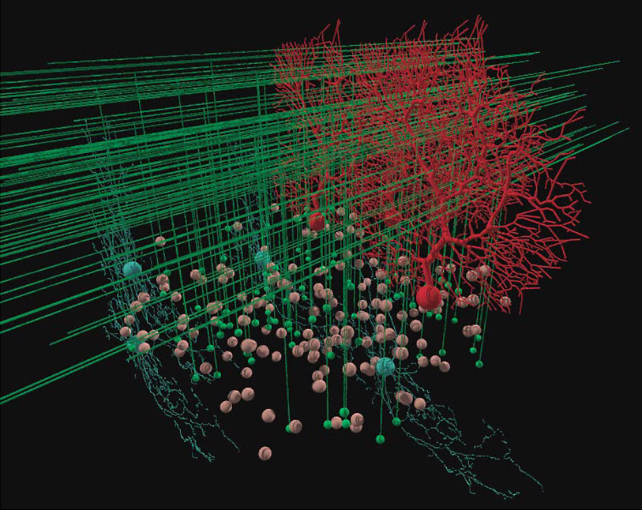 Предсказания нейронной сети. Нейронная сеть x3 3d model. Нейронное дерево. Искусственная нейронная сеть. Нейронное моделирование.