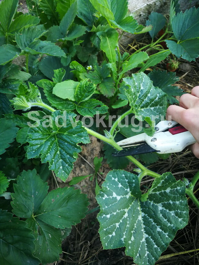 Обрезка тыквы.