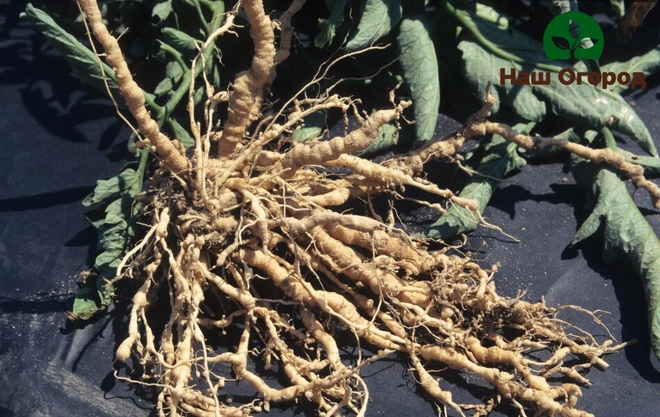 Повреждение корневой нематодой