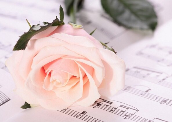 
Из книги следует, что гвоздика на самом деле символ страсти, а желтый — цвет дружбы, богатства и процветания. Красная роза олицетворяет любовь, белая — чистоту и благородство души. Ромашка — юность, василек — нежность.