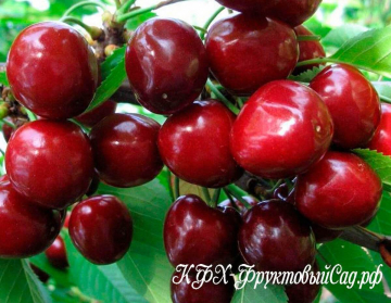 https://кфх-фруктовыйсад.рф/catalog/chereshnia-iskra.html