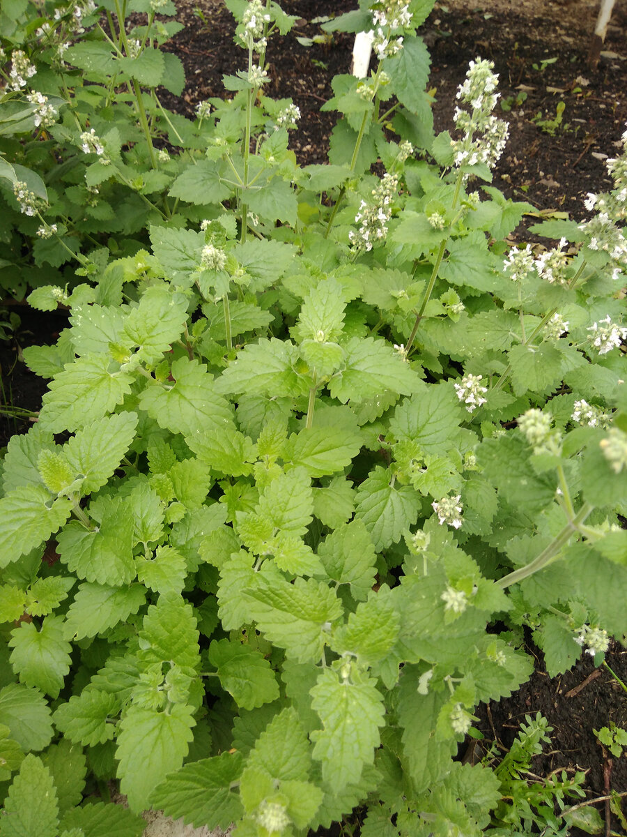 Замечательно растёт не прихотлива  