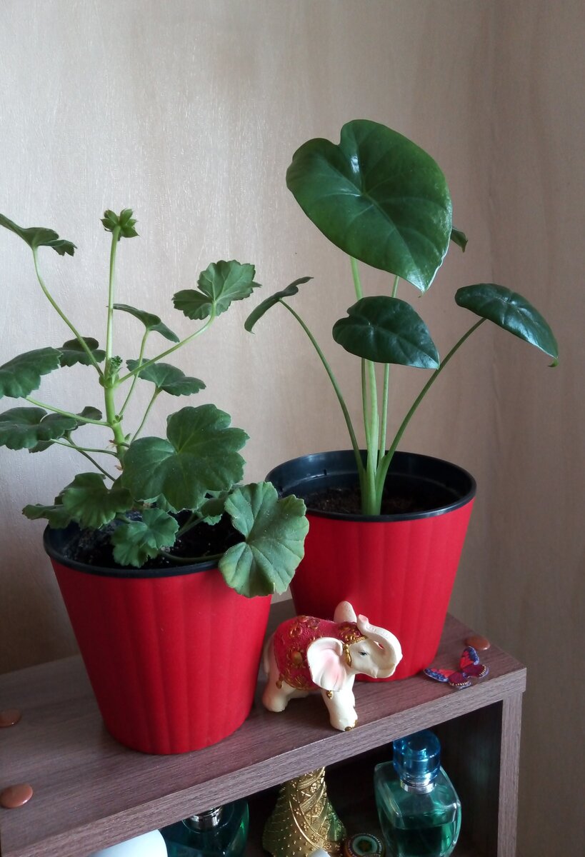 Молодой фикус и молодая же пеларгония на моем туалетном столике. Конец августа
