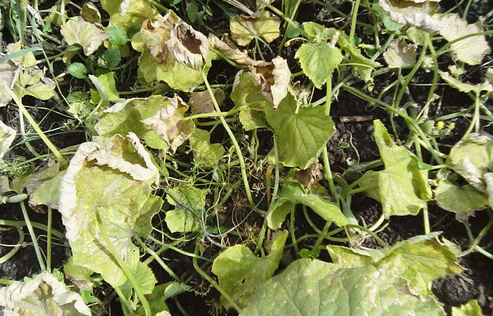 Фото автора: А вот так выглядят плети остальных огурцов