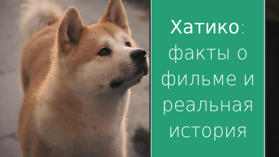 Правдивая история про собаку Хатико