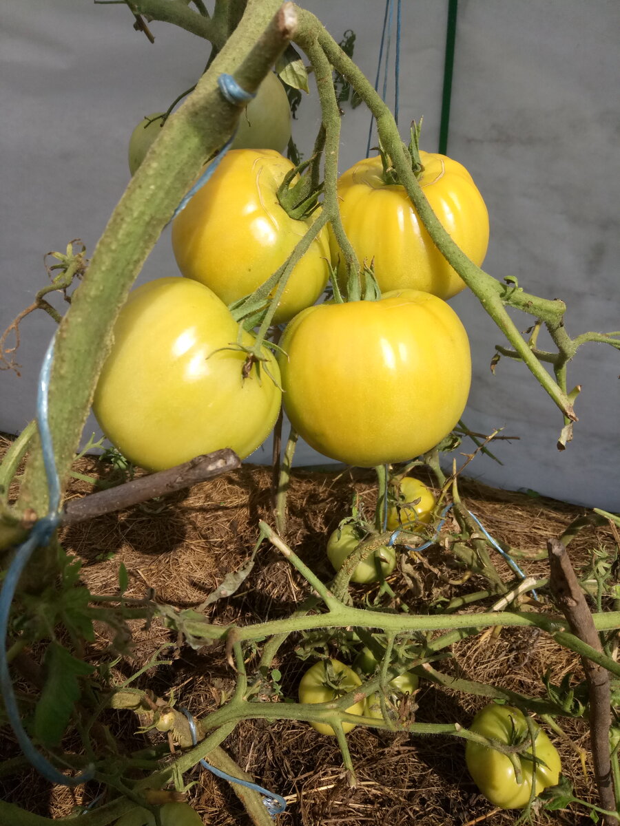 Из недозревших и зеленых томатов можно приготовить пикантный салат на зиму.