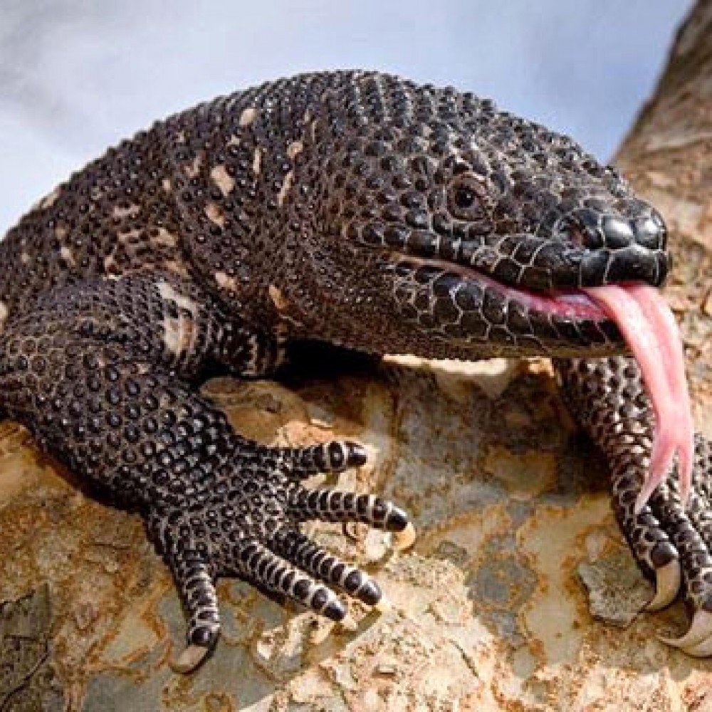 Мексиканский ядозуб. Фото взято из открытых источников. 