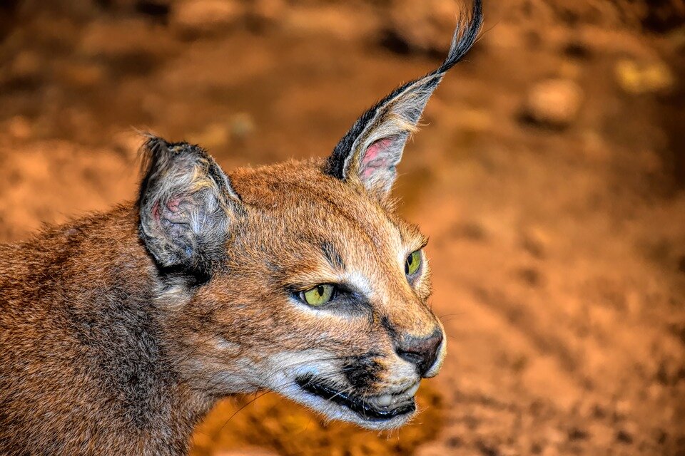 https://pixabay.com/photos/caracal-cat-wildlife-cat-animal-4022731/