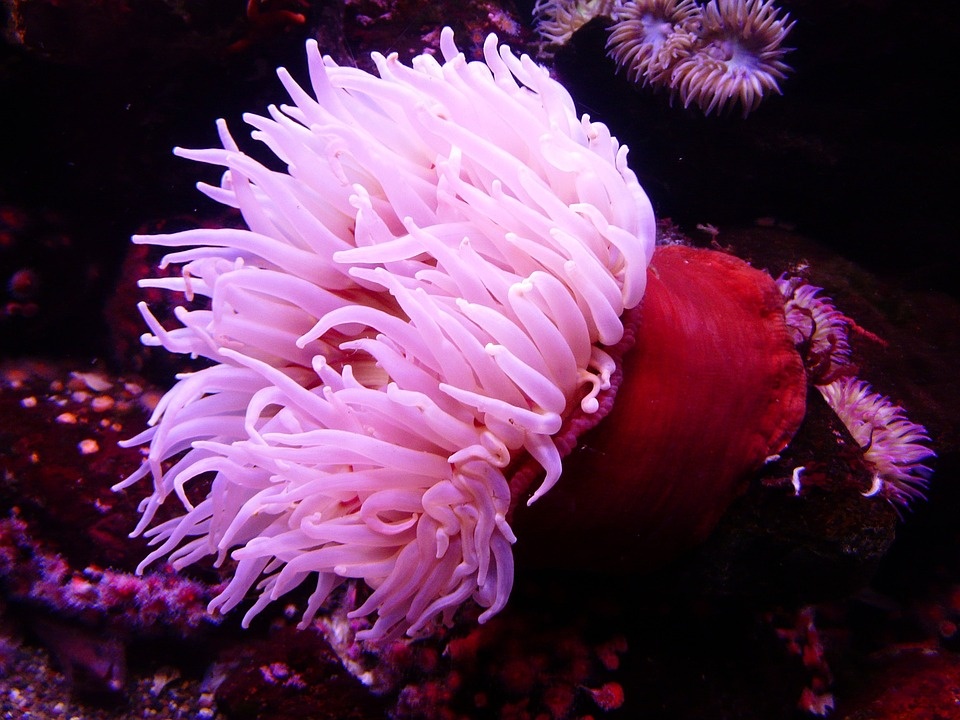 https://cdn.pixabay.com/photo/2011/02/15/11/48/sea-anemone-4907_960_720.jpg