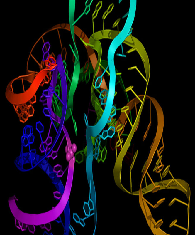 Подобно белковым ферментам, специфические молекулы рибонуклеиновой кислоты (РНК), называемые "рибосомами", обеспечивают катализ различных биохимических реакций (например, расщепление и лигирование...