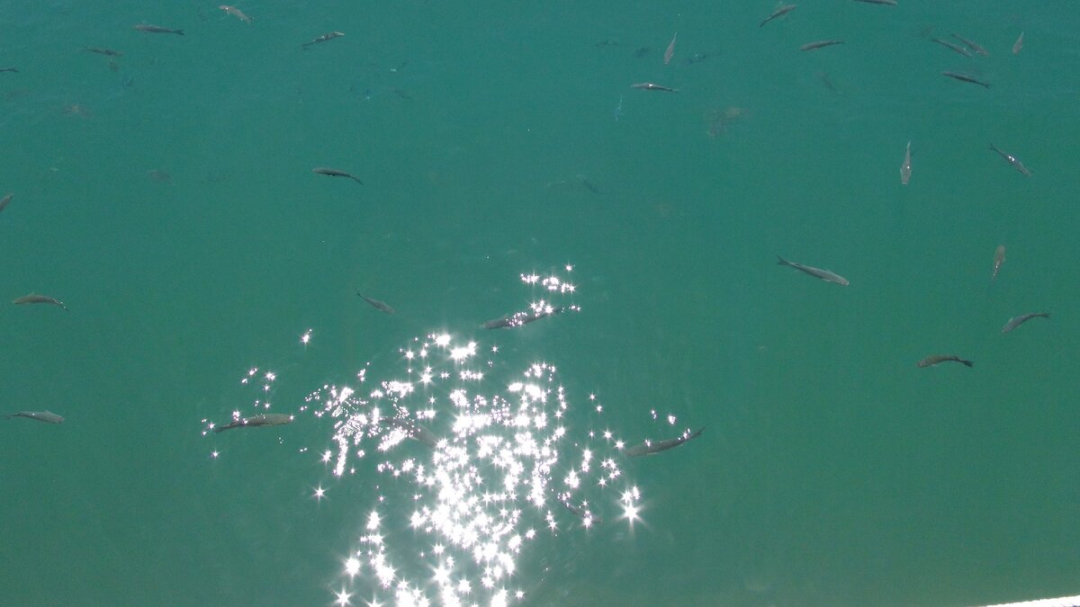 Это испанские рыбки из Марбельи