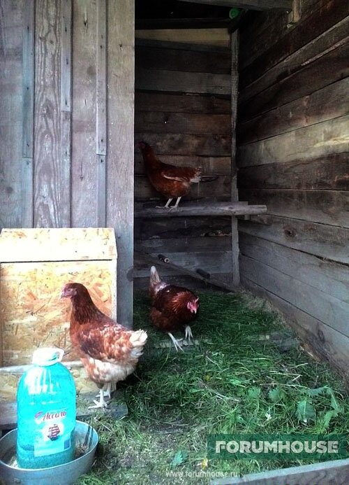 Как создать комфортные условия для кур в зимнее время?