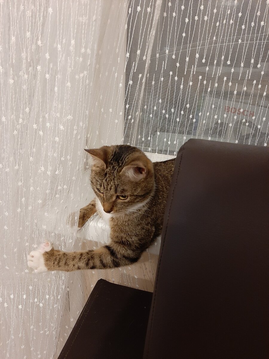 А у нас кошка. На передержке🤗