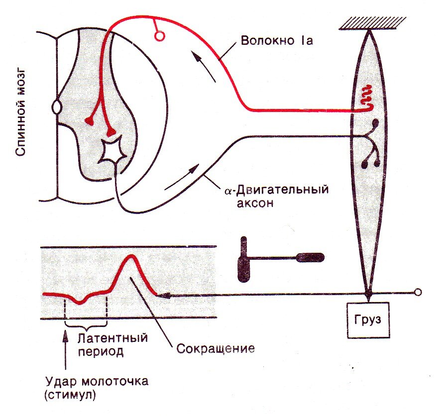Рис.1 Рефлекторная дуга (первая картинка) и коленный рефлекс (вторая картинка)