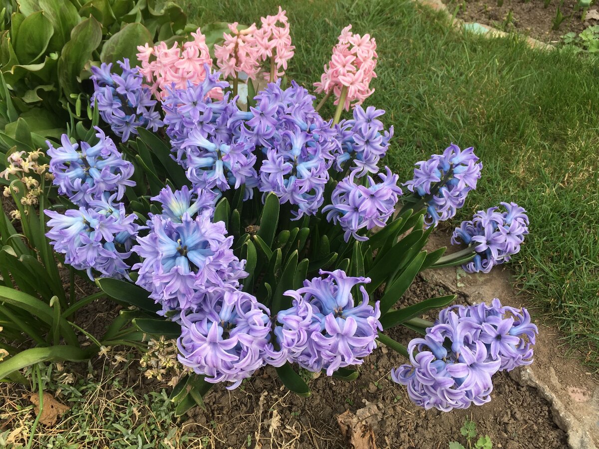 Хионодокса видна слева- ее цветочки уже засохли