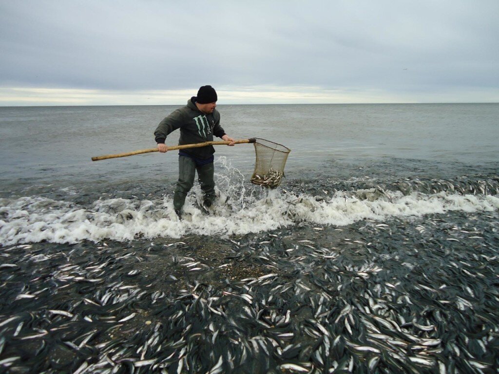Рыбалка на охотском море
