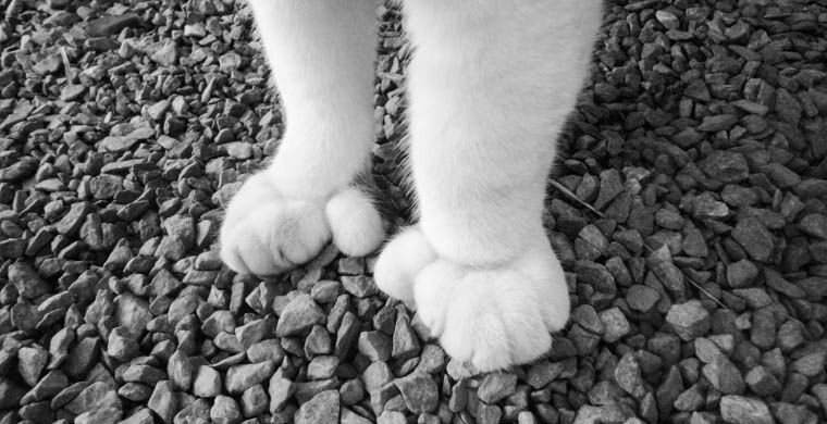 Кот-полидакт.