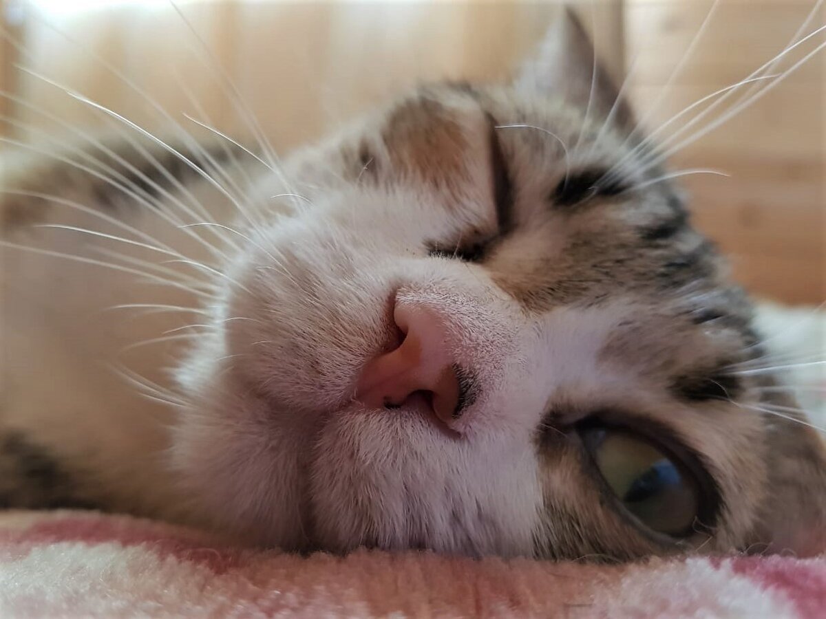 Маня - метис сфинкса и шотландца.