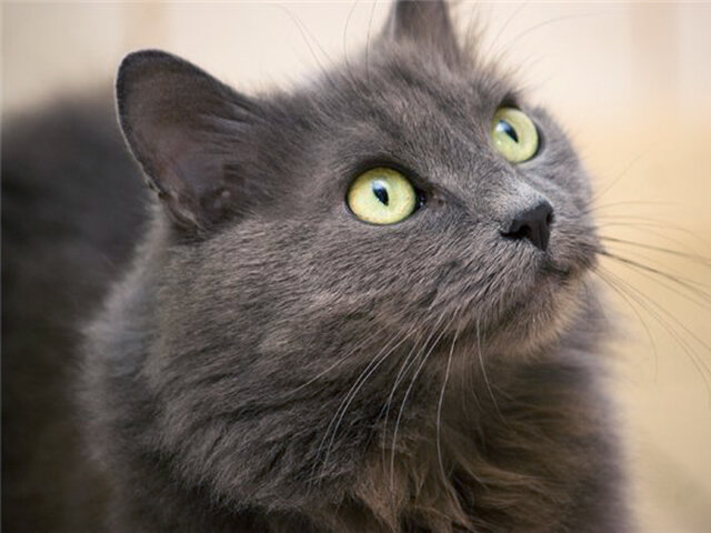 русская голубая длинношерстная нибелунг. сибирский нибелунг длинношерстный. сибирская дымчатая короткошерстная. кошка серая. сибирский нибелунг кошка.