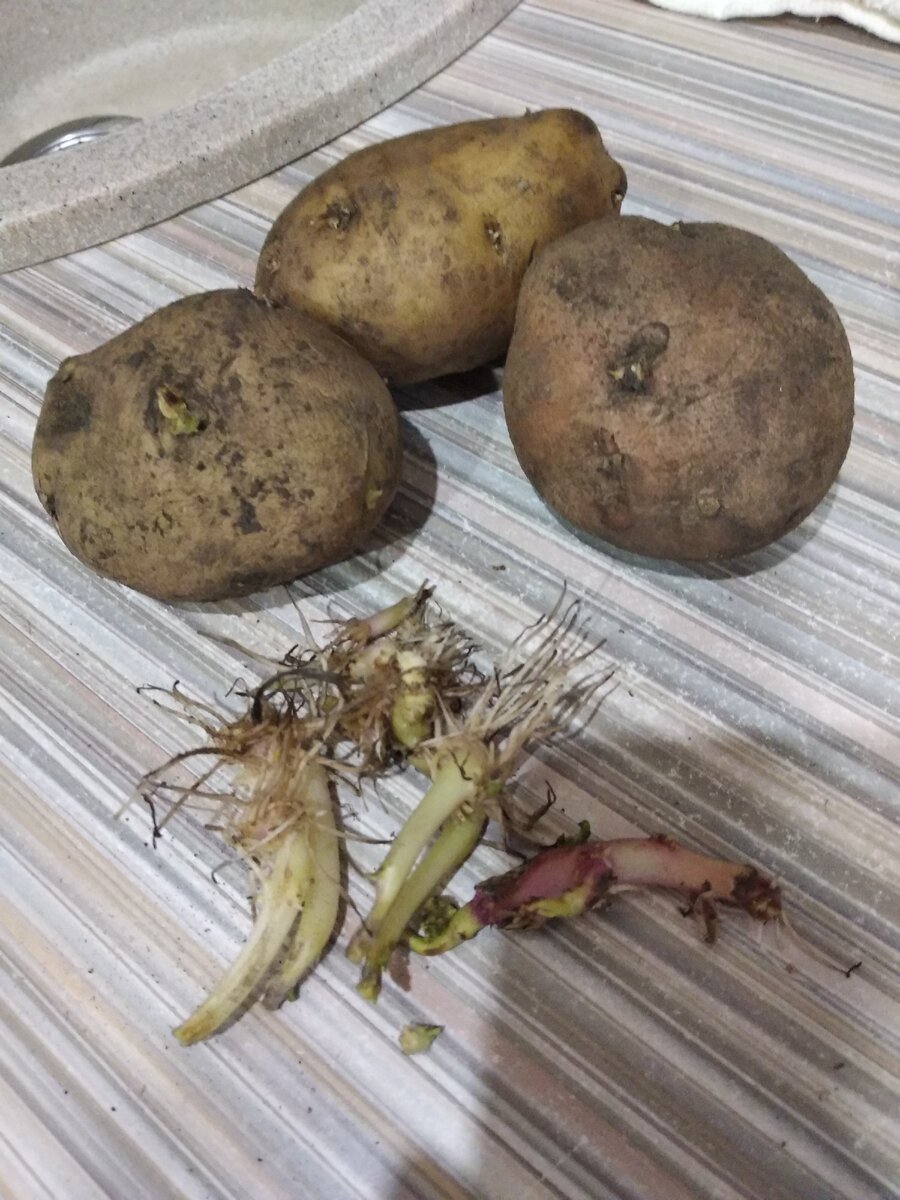 Обломил ростки и вид получился весьма товарный!