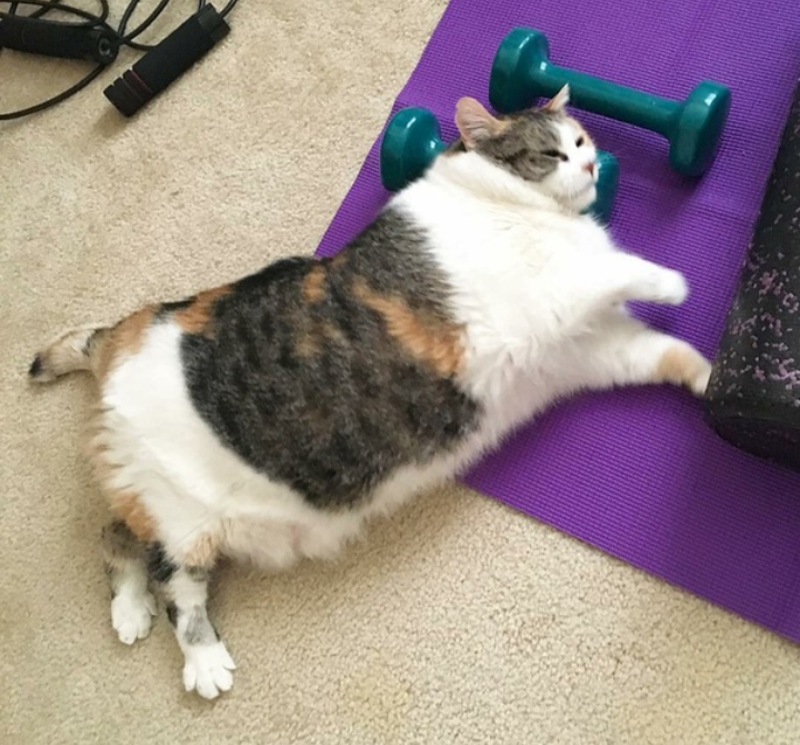 Кот занимается спортом. Толстый кот. Толстый кот в спортзале. Толстый кот с гантелями.