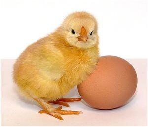 Фото взято с сайта: https://lapku.ru/ferma/cyplyata/kak-opredelit-pol-cyplenka-petuh-ili-kurica.html