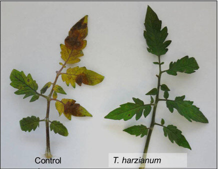 Frot. Plant Sci., 24 June 2013