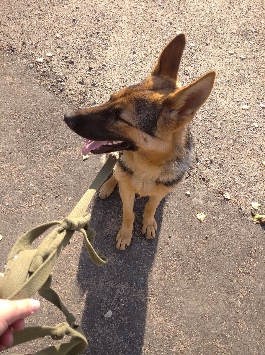 Здесь Ронде 6-7 месяцев. 