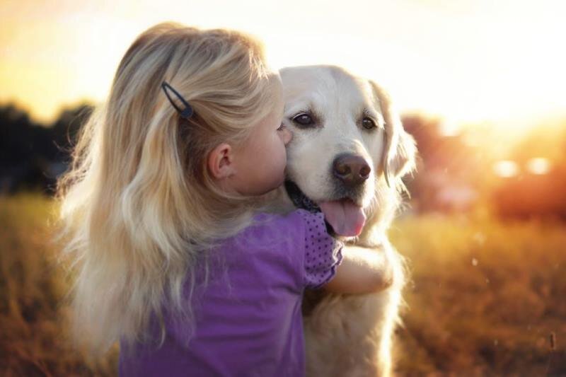 Собака любит девочку. Девочка с собачкой. Золотистый ретривер и дети. Девочка с собакой. Дети и животные Дружба.