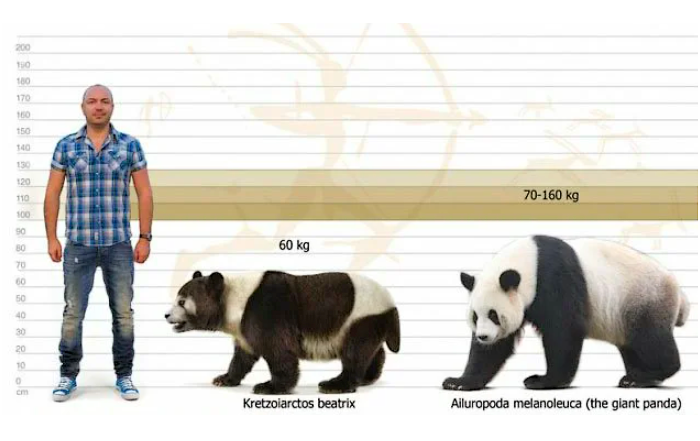 "Аiluropoda melanoleuca" - что, означает «черно-белый котолап»