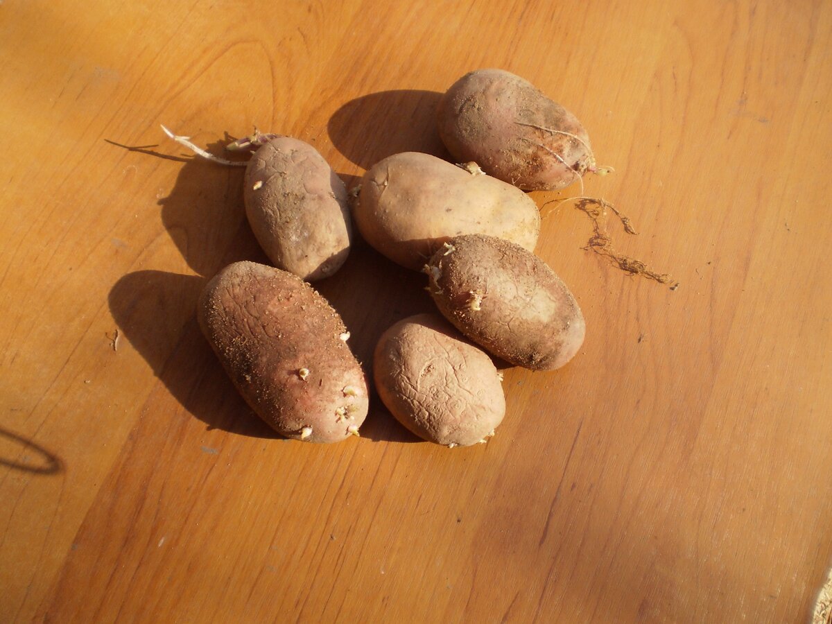 Чем обработать клубни картофеля перед. Семенной картофель яровизация. Пророщенный картофель. Семенной материал картофеля. Клубень картофеля.