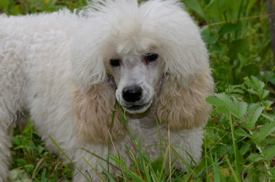 пудель 4 буквы. мон ренессанс питомник пуделей. королевский пудель пор. белый пудель. пудель 4 буквы.
