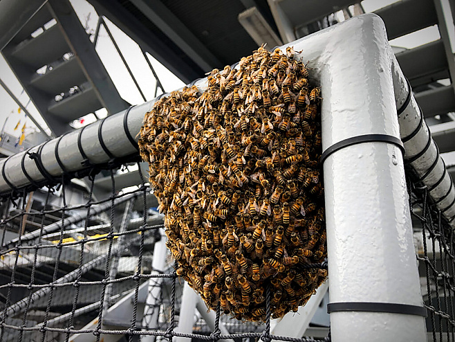 beebestinc.com