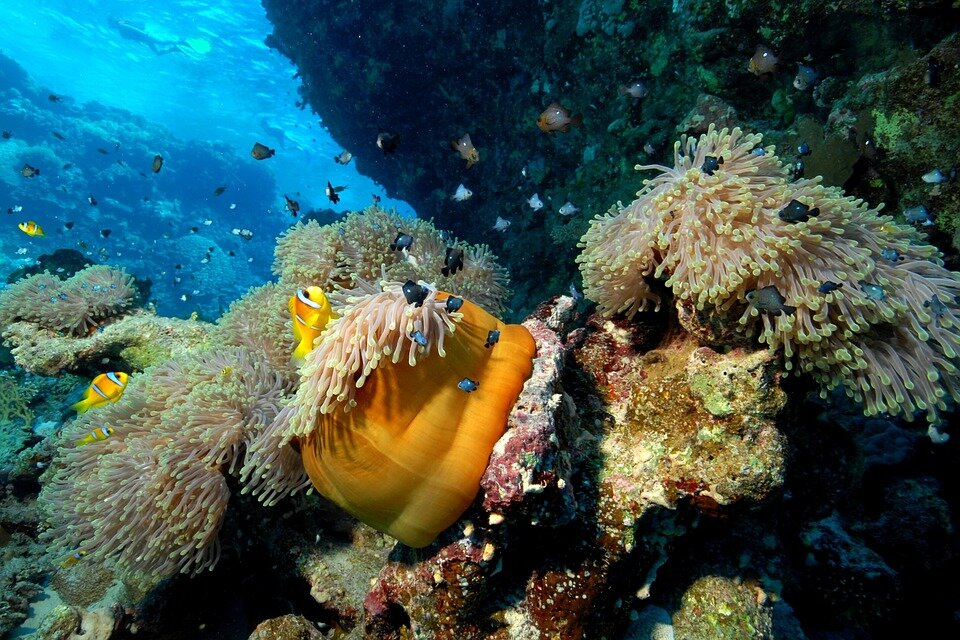 Источник: pixabay.com