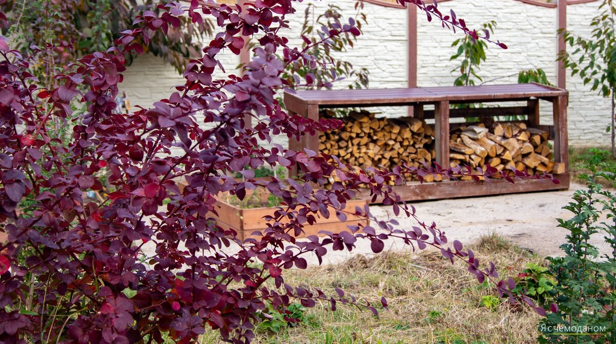 Мой крымский сад во всей красе. Плодовые кусты и деревья 🍂 у кого самые  яркие листья в ноябре | Я с чемоданом | Дзен