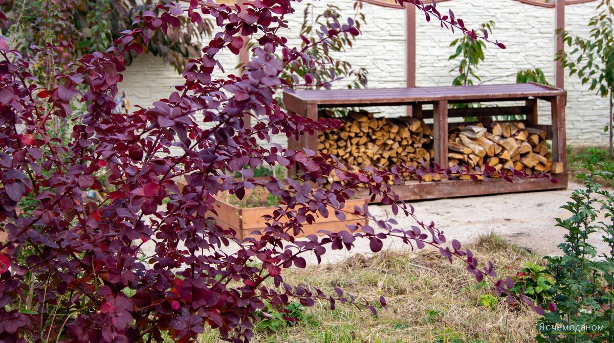 Барбарис на участке