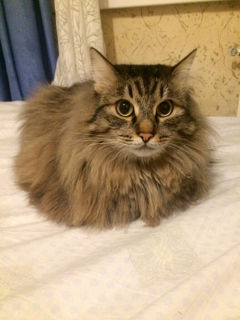 Автор фото: @legolasov
