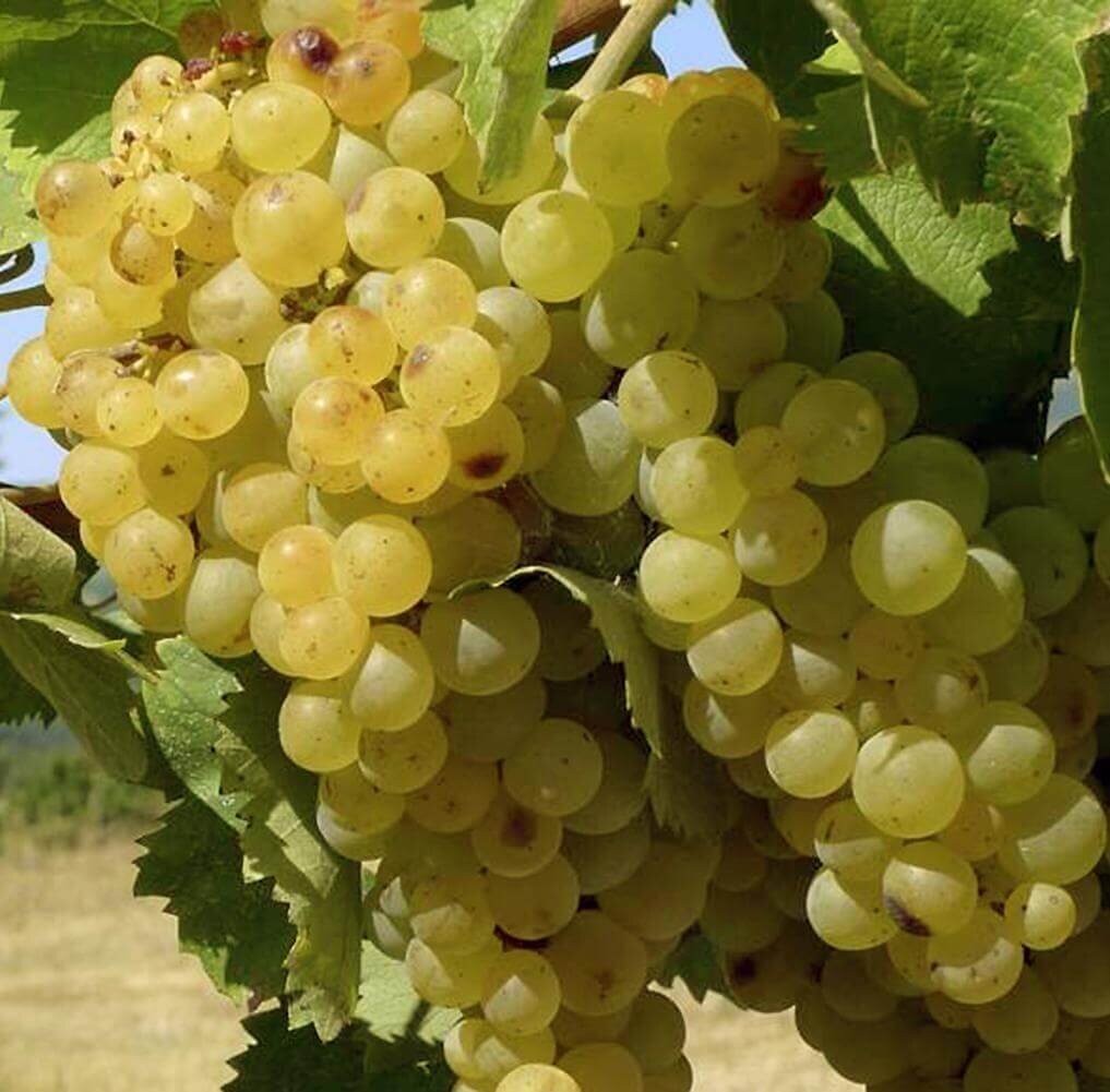 Сорт винограда Trebbiano. Фото с сайта https://winegid.com/grapes/trebbiano