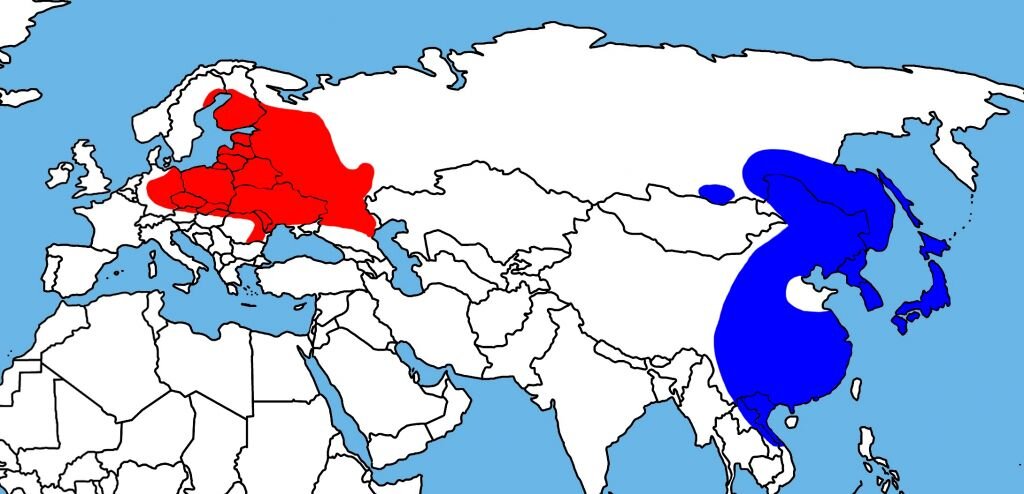 Ареал обитания енотов. Енотовидная собака ареал обитания. Ареал енотовидной собаки в России. Ареал обитания енотов полоскунов в России. Енотовидная собака ареал обитания в России на карте.