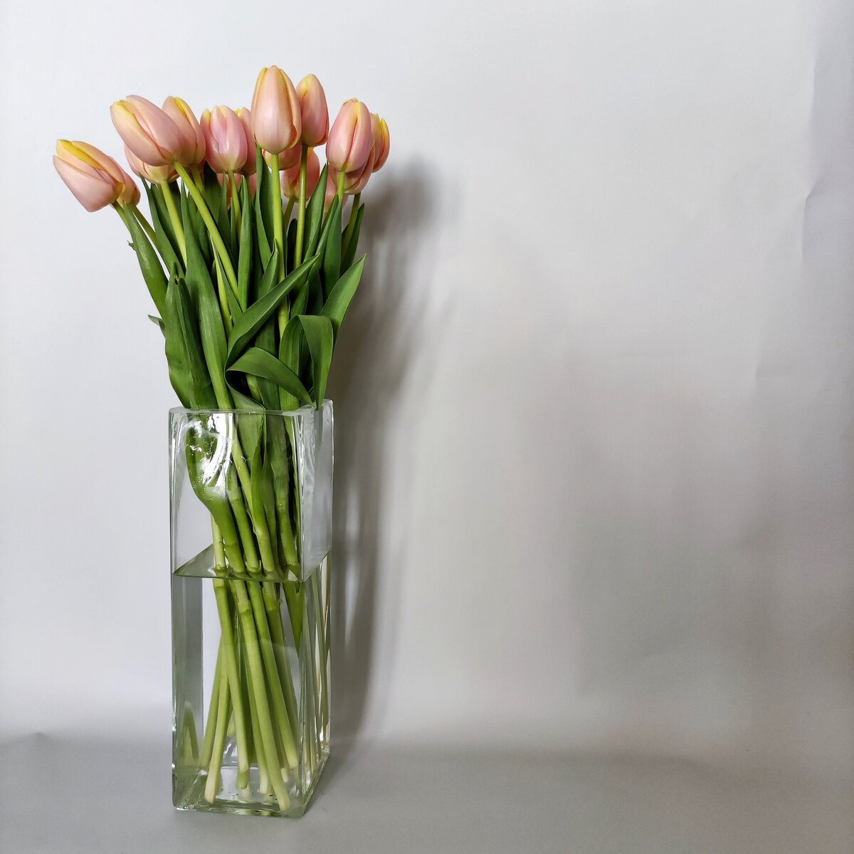 Не забывайте про чистоту вазы. Каждый день нужно менять воду и мыть вазу с антисептическим средством.