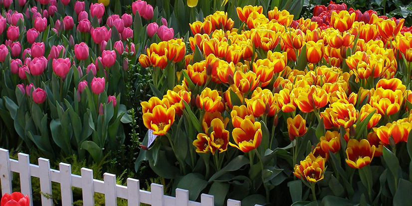 Тюльпанов много не бывает!