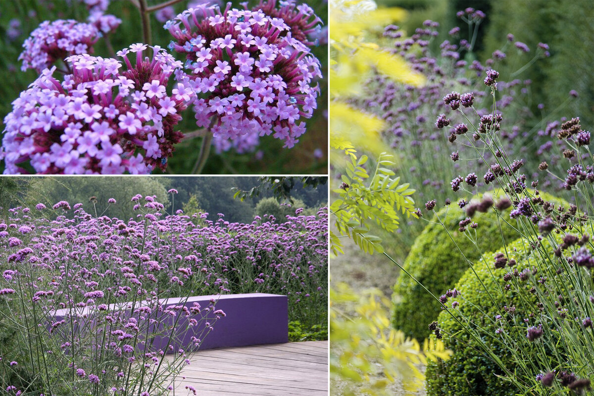 Вербена Буэнос-айресская. Вербена бонарская. Вербена бонарская (Verbena bonariensis). Вербена Буэнос - айресская (бонарская).