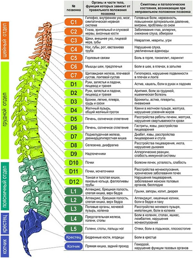 Отделы позвоночника человека картинка