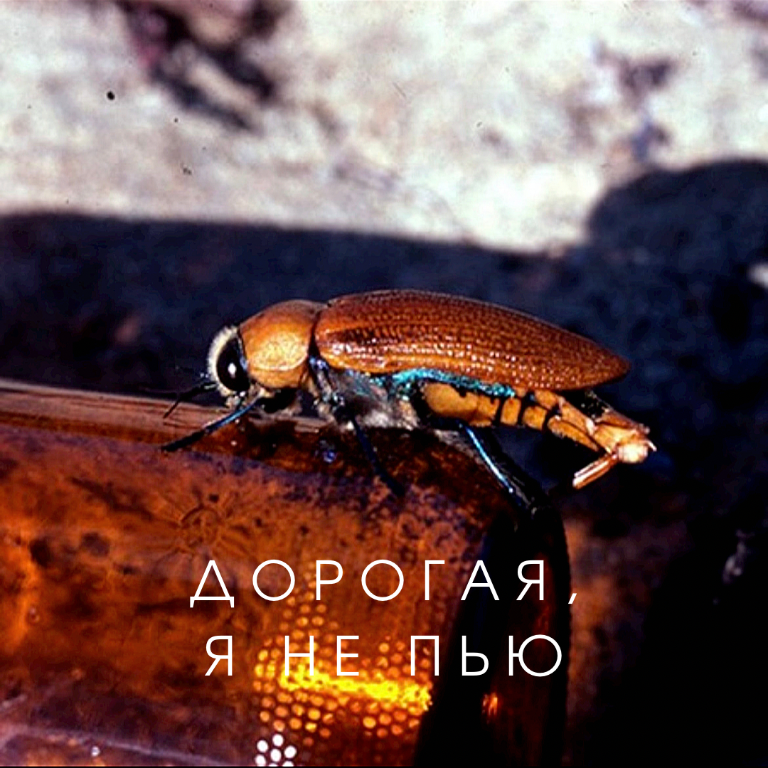 Возбужденный жук-златка Julodimorpha bakewelli. Фото: Darryl Gwynne.
