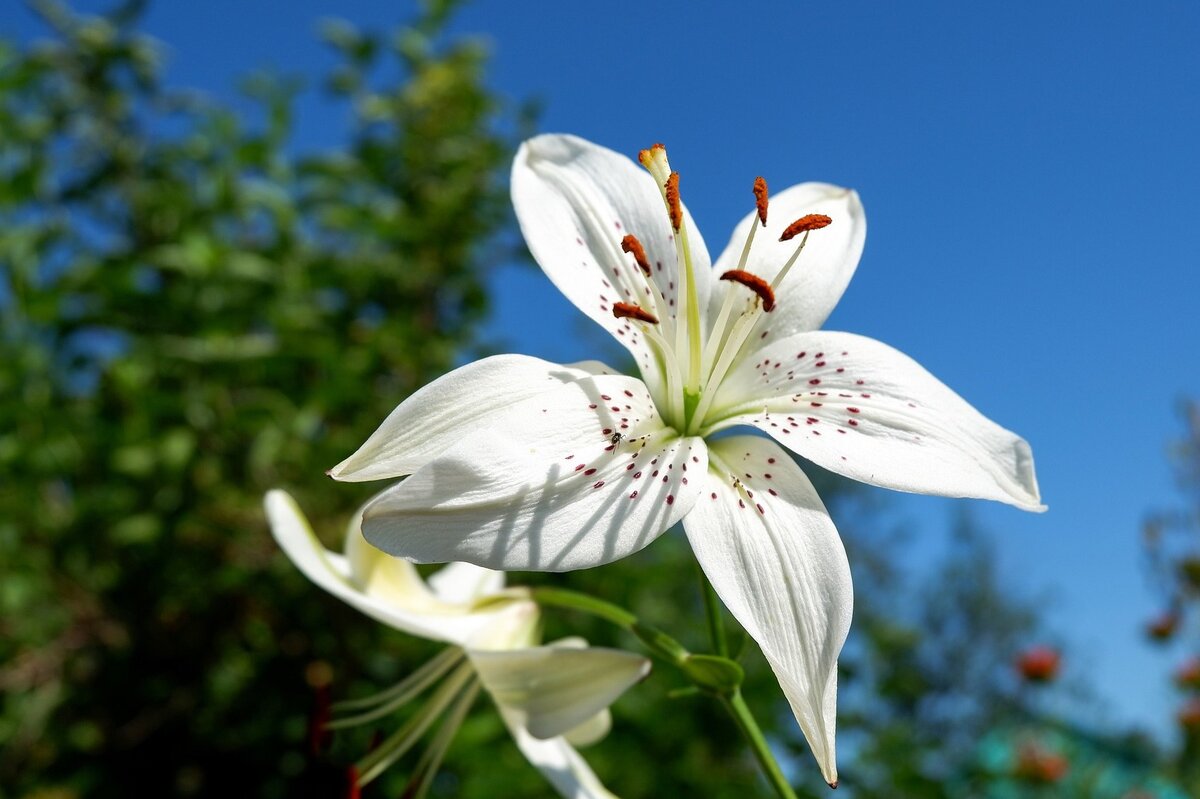     Как правильно сажать лилии осенью: технология и сроки по лунному календарю