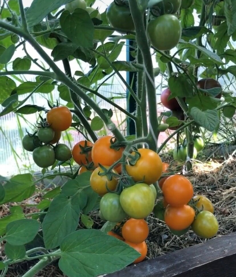 6 ошибок садоводов, из-за которых томаты не краснеют на кусту. Делюсьопытом, как я стимулирую томаты на вызревание в теплице