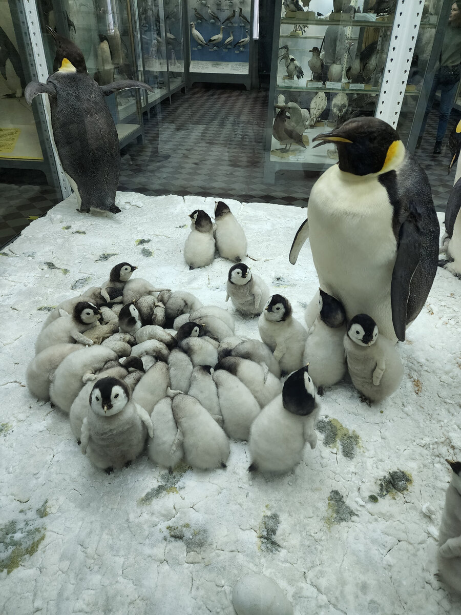 Семья пингвинов. Жаль этих малышей, но...( фото автора 