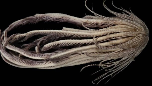 Promachocrinus fragarius состоит из 20 конечностей, согласно исследованию, опубликованному в июле 2023 года. © Greg W.Rouse 