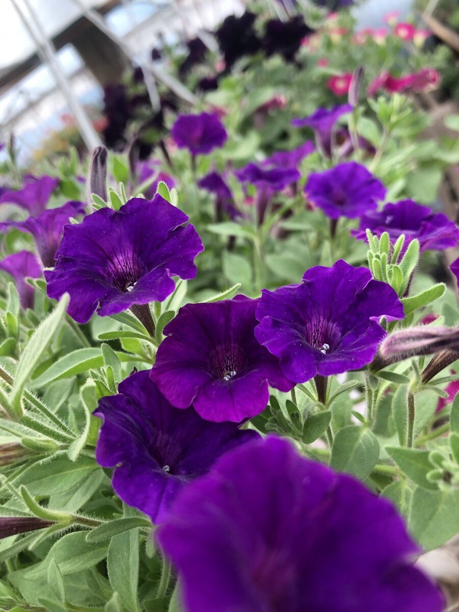 Мини Виста Виолет вместо Висты Сильверберри (фото автора)